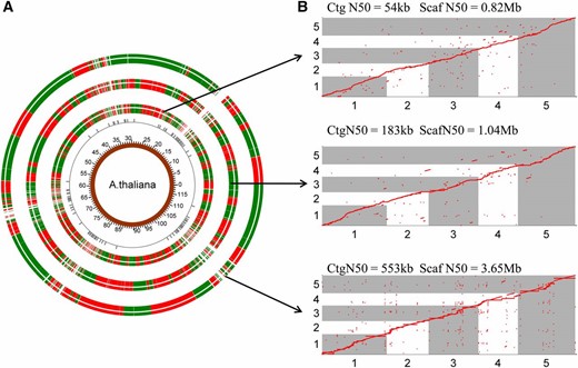 RadMap scaffolding of different WGS assemblies of A. thaliana. (A) Overview of three RadMap-based assemblies, with 15.1-, 5.7-, and 6.6-fold improvement of assembly contiguity. From inner to outer rings are genome coordinates, BsaXI sites with between-site distances over 40 kb, and RadMap scaffolding of three WGS assemblies generated based on Illumina MiSeq PE300, PacBio-5 kb, and PacBio-14 kb data sets (Table 3), respectively. The junctions between the red and green bands for the outermost three rings represent the gaps in the assembled genome, and most gaps result from genomic regions containing very sparse BsaXI sites (between-site distances >40 kb). (B) Dot-plot comparison of the RadMap-based assemblies and the reference genome (five chromosomes), showing high accuracy of contig linkage with Kendall’s statistic >0.98 (Table 3). One red ● represents one BsaXI tag. Ctg, contig; Scaf, scaffold.
