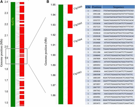 Examples of RadMap-linked contigs. (A) Overview and (B) zoomed-in detail of one genomic region located on the chromosome 1 (1.45–2.40 Mb) of A. thaliana, which consists of 20 contigs generated from 25× MiSeq PE300 data set, with BsaXI tag or contig orders highly consistent with the reference genome. Chr, chromosome; Ctg, contig.