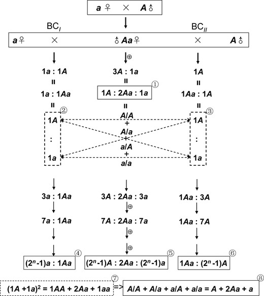 Mendel’s research framework in Pisum. BCI is a backcross of a hybrid with a recessive maternal character; BCII is a backcross with a dominant paternal character. Thin arrows indicate transmission from generation to generation. Equal signs link further analyses in the same generation, respectively. Broken lines show the four random ways that sexual cells unite in fertilization. (1) The ratios of three forms in F2. (2) and (3) The ratios of dominant to recessive reproductive cells in the anthers and ovules of hybrids, respectively. (Mendel did not use different symbols to distinguish germ types from character forms, so this diagram follows his designation.) (4) and (6) Ratios of hybrid forms to constant forms in the nth generation of a backcross series. (5) A self-cross series. (7) The formula of the perfect square. (8) The modified form of the formula applied by Mendel in his paper.