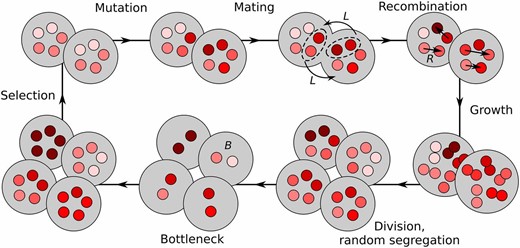 Model life cycle. Each cell contains M mitochondrial genomes (red circles), accumulating mutations (shades of red) in their K loci (not shown). Mating is modeled as paternal leakage with rate L and mitochondrial recombination (rate R). Cells then replicate their mitochondrial populations and divide randomly-segregating mitochondria to the two daughter cells. Mitochondrial bottleneck is modeled as random reduction of the number of mitochondria per cell from M to B, and subsequent amplification back to M. The life cycle ends with selection against cells with lowest mitochondrial fitness.