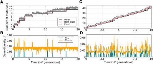 Mutation accumulation profiles in mitochondrial genomes of a small eukaryotic population with no recombination. (A and C) Population mean of the deleterious mutation load (gray), the number of mutations in the least-mutated genome class (red), and the number of mutations fixed within the population (black). (B and D) Gene diversity in the least-loaded (teal, HLLC) and the second least-loaded class (orange, HLLC+1). Population size is set to N = 500, M = 20, µ = 0.005, and C = 1. Here, s = 0.02 and K = 100. The rate of paternal leakage is L = 0.8 (A and B) or L = 5.0 (C and D).