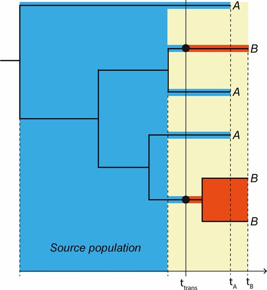 Principle joint donor-recipient time-scaled phylogeny. When a donor (A, blue) infects a recipient (B, red), the possible time-interval when transmission could have occurred (yellow field) is restricted in a time-scaled topology of when the most recent donor-recipient (A–B) coalescence occurred among the sampled lineages and when the recipient was sampled at tB. The actual transmission (ttrans) must have occurred in this interval. The “source population” in direct transmission exists in the donor (blue field), from which at least two lineages were transmitted in this example to the donor (red fields). We refer to the populations that exist in each host after transmission as the “derived populations.” Note that if ttrans occurred later at least three lineages could have been transmitted.