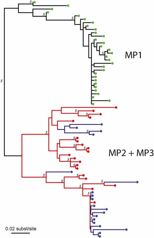 Maximum likelihood reconstruction of the MP2-MP3 joint HIV-1 env phylogeny. MP1 (yellow) did not infect either MP2 or MP3 (Figure S1), and is used to root the MP2 (red) and MP3 (blue) HIV-1 tree. Clades with aLTR support (>0.90) are indicated with a “s.” The topology of this tree suggested that at least seven lineages were transmitted between MP2 and MP3. Because the branch lengths were zero or near zero in the bottom clade, we added a small distance for readability purpose to show the four possible transmitted lineages that the topology suggested in this clade. Partially to avoid depending on this single (best) tree, we evaluated a large collection of posterior trees in the main analyses of this case.