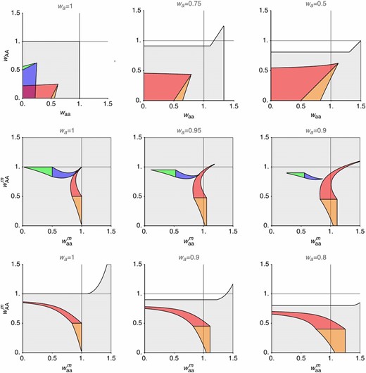 Selection can favor increased recombination between the SDR and a selected locus that is closely linked to the SDR (rij≈0), even when selection in males is not overdominant. The gray regions show where one or more of the polymorphic equilibria are stable, and thus recombination modifiers can affect fitness. Colored regions show where increased recombination is favored in a population at equilibrium (A) in blue, (B) in green, (A′) in red, and (B′) in orange. Since this model is symmetrical, red/orange regions can be exchanged with blue/green regions if the labeling of A and a alleles is switched. Across columns, we vary the fitness of a-bearing haploids relative to the A-bearing haploids (wA♂=1). Gray lines show the fitness of heterozygous diploids wAak=1. In the first row, there are no differences in selection between male and female diploids (wij♀=wij♂=wij), where waa and wAA are varied along the x and y axes, respectively. As haploid selection becomes stronger, increased recombination can evolve with weaker overdominance in diploids, and also with ploidally antagonistic selection (waa>1>wAA). In the second and third rows, we consider sex differences in selection, where waa♂ and wAA♂ are varied along the x and y axes (wAa♂=1). In the second row, where selection in females is overdominant (wAA♀=0.75, wAa♀=1, waa♀=0.75), increased recombination can be favored when selection is directional (or underdominant) in males, and haploid selection is moderately strong. In the third row, selection favors the A allele in females (wAA♀=1.05, wAa♀=1, waa♀=0.75) and increased recombination can be favored with overdominance in males or sexually antagonistic selection (wAA♂<1<waa♂). For this plot, we assume that the modifier of recombination is unlinked (R♀=R♂=1/2).