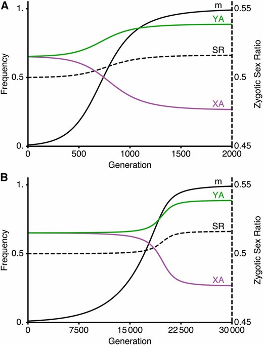 A modifier that reduces the recombination rate between the (A) locus and the SDR can spread to fixation despite causing sex ratios to become biased. We assume that the population initially has loose linkage between the (A) locus and the SDR (rMM=0.5, where M is initially fixed), and allow allele frequencies to reach a polymorphic equilibrium. We then introduce a modifier allele m that reduces the recombination rate between (A) locus and the SDR (rMm=0.02, rmm=0.01); in generation 0, m is at frequency 0.01 and in linkage equilibrium with M. In (A) the M locus lies between the (A) locus and the SDR (e.g., a fusion) with no crossover interference such that ρ=(rMm−R♂)/(1−2R♂), where R♂=R♀=0.005. In (B), the M locus is autosomal and unlinked to either the SDR or (A) locus: R♂=R♀=ρ=1/2. The autosomal recombination suppressor spreads more slowly (note change of x-axis scale), but it spreads despite an increasingly biased zygotic sex ratio. Fitness parameters are as in the solid curve in Figure 2. That is, selection is ploidally antagonistic with A favored during gametic competition (see Figure S3 in File S2 and Figure S4 in File S2 for meiotic drive). Curves show the frequencies of the recombination suppression mutant, m, among sperm (black curve), the A allele among Y-bearing sperm (green curve), the A allele among X-bearing sperm (purple curve), and male zygotes (dashed black curve, shown against the scale on the right hand side).