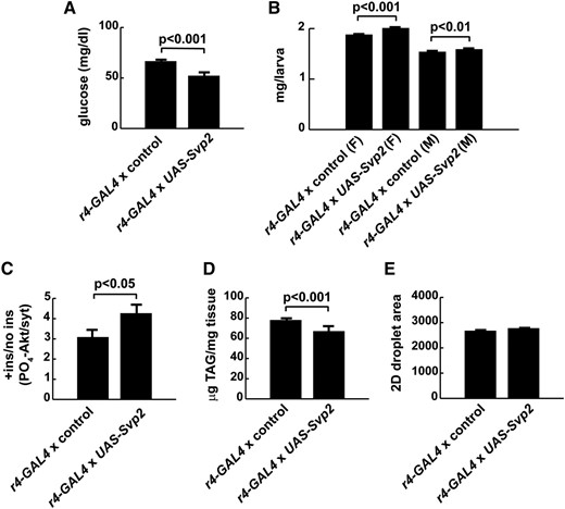 Seven-up overexpression improves diabetes-like phenotypes in larvae fed the HS diet. FB overexpression of Svp using UAS-Svp2 improved growth and metabolism in larvae challenged with an 0.7 M HS diet. Overexpression led to an ∼38-fold increase in FB Svp mRNA levels compared with w1118 controls. (A) Overexpression of Svp improved glucose tolerance in larvae fed HS diets. n = 194 for controls; n = 74 for UAS-Svp. (B) Increasing Svp also improved growth during HS challenge. n = 111 for control females. n = 25 for UAS-Svp females; n = 85 for control males. n = 23 for UAS-Svp males. (C) The downstream response to insulin was improved in FB Svp-overexpressing larvae. PO4-dAkt was normalized to syntaxin as a loading control. n = 15 for controls; n = 7 for UAS-Svp. (D) Triglyceride concentrations were reduced in larvae overexpressing Svp. n = 174 for controls; n = 50 for UAS-Svp. (E) FB lipid droplet size was unaffected by overexpression of Svp, compared with controls. n = 33 for controls; n = 31 for UAS-Svp. Error bars are ± SEM. A two-tailed student’s t-test was used to determine P-values. The response to insulin stimulation (+ ins) was compared to vehicle treatment (no ins) and PO4-dAkt was measured and normalized to syntaxin as a loading control.