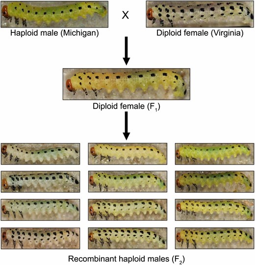 Intraspecific variation in Neodiprion lecontei larval color and cross design. We crossed yellow, light-spotted haploid males from MI to white, dark-spotted diploid females from VA. This produced haploid males with the VA genotype and phenotype (data not shown) and diploid females (F1) with intermediate spotting and color. Virgin F1 females produced recombinant haploid males (F2) with a wide range of body color and spotting pattern (a representative sample is shown).