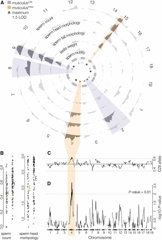QTL for polymorphic HMS in musculus. (A) LOD curves (standard interval mapping) for HMS phenotypes. Highlighted intervals are the maximum LOD intervals (across all traits) on each chromosome for QTL associated with lower fertility in musculusCZII (purple) and musculusPWK (orange). The inner circle is QTL LOD support intervals for previously reported hybrid sterility loci mapped in M. m. domesticus and M. m. musculus F2 crosses (White et al. 2011; dark gray), wild mice from the hybrid zone (Turner et al. 2014; medium gray), and an F1 hybrid test cross (Bhattacharyya et al. 2014; light gray). (B) Normalized sperm count and sperm head morphology index plotted against the genotype of the marker with the largest Chr 4 LOD score. Lines indicate mean trait values (±SE). (C) Frequency of the musculusCZII allele at each marker (Mendelian expectations 0.5:0.5, genome wide average: 0.496:0.504). (D) TRD plotted as the −log10P value from χ2 test for Mendelian segregation per chromosome. Tick marks indicate SNP positions.