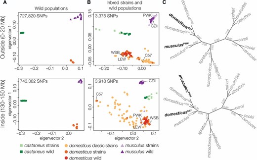 Patterns of discordance outside and inside the Chr 4 TRD locus. (A) Principal components analysis of SNPs from whole genome sequencing of eight wild populations of M. m. musculus, M. m. domesticus, and M. m. castaneus (Harr et al. 2016) and (B) the Mouse Diversity Array for wild mice (dark colors) and classic laboratory and wild-derived strains of mice (light colors) (Yang et al. 2011). There was strong clustering of SNPs in wild populations, both outside and inside the TRD region, but the classic strains showed mixed SNP clustering. (C) Unrooted species trees estimated across 100 kbp windows outside and inside the Chr 4 TRD locus. Branches are annotated with their local quartet scores.
