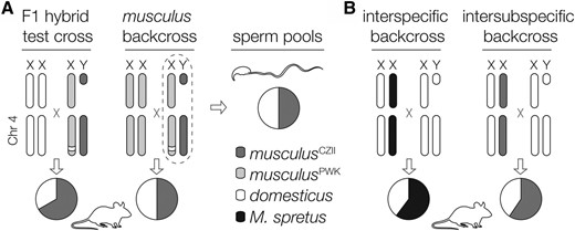 Summary of Chr 4 TRD. (A) The musculusPWK haplotype on the distal portion of Chr 4, which is derived from M. m. domesticus, was undertransmitted in the offspring of crosses involving M. m. domesticus females and M. m. musculus males, but not in M. m. musculus backcrosses or the sperm of M. m. musculus males. (B) Two other crosses have reported reduced transmission of the distal portion of Chr 4 derived from M. m. domesticus, but through females. The first was an interspecific cross between F1 females (M. m. domesticus C57BL/6J × M. spretus) and M. m. domesticus C57BL/6J males (TRD ∼73 Mb to end of Chr 4; Ceci et al. 1989), and the second was an interspecific cross between interstrain F1 females (M. m. domesticus C57BL/KsJ × musculusCZII) and M. m. domesticus C57BL/KsJ males (TRD ∼107–138 Mb; Fiedorek and Kay 1994).