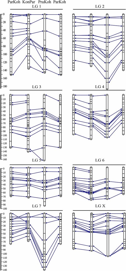 Initial linkage maps. Bars represent LGs for ParKoh, KonPar, and PruKoh. Lines within the bars indicate marker positions. The scale on the left measures marker spacing in cM. Blue lines connect markers on the same scaffold between the different maps. The map for ParKoh is shown twice to facilitate comparison across all three maps. See Figure S1 for comprehensive maps.