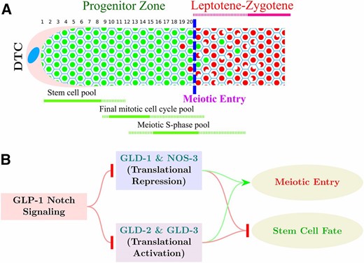 Organization of the distal germline and control of meiotic entry in C. elegans. (A) Schematic diagram of the C. elegans young-adult hermaphrodite distal germline. Progenitor zone cells are in green; leptotene–zygotene meiotic prophase cells are in red. Blue dashed line indicates operationally defined position of overt meiotic entry. Numbers 1–20 represent distance in cell diameters from the distal tip of the germline to the end of progenitor zone. Extent of the three pools of cells in the progenitor zone is shown in green, below the gonad diagram. (B) Genetic pathway for control of the germline stem cell fate vs. meiotic development transition in C. elegans. GLP-1 Notch signaling promotes the stem cell fate through inhibition of the redundant GLD-1 and GLD-2 pathways that promote meiotic development.