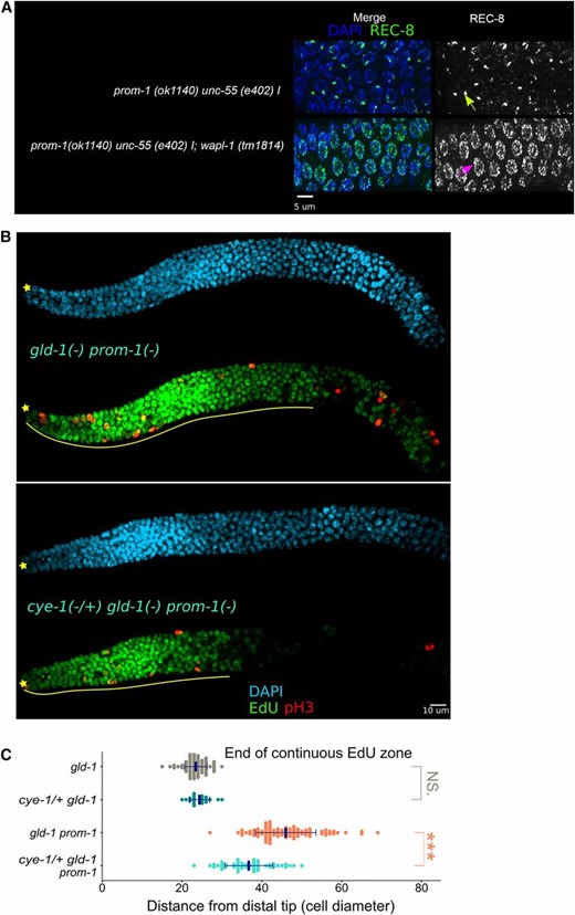 Ectopic WAPL-1 and CYE-1 are responsible for some defects observed in SCFPROM-1 mutant germlines. (A) Images of REC-8- and DAPI-stained dissected germlines from adult hermaphrodites, 1 day after mid-L4, of the indicated genotype. The left side of each image corresponds to ∼20 cell diameters from the DT. Green → indicates REC-8 aggregate in the prom-1 single mutant. Pink → indicates REC-8 thread in prom-1; wapl-1 double mutant. Note the significant increase in REC-8 threads in the prom-1; wapl-1 double mutant. (B) Images of distal germline of dissected young adult hermaphrodites of the indicated genotype, following 4-hr EdU labeling (green) and staining for pH3 (red) and DNA (DAPI, cyan). ☆ indicates distal gonadal end. Solid yellow lines indicate continuous EdU zone. (C) Graph showing distance, in cell diameters from the DT, of the continuous EdU zone for young-adult hermaphrodite germlines of the indicated genotypes. Data are plotted as horizontal dot plots with each dot representing length in cell diameter for one gonad. Thick vertical lines represent mean and horizontal lines represent mean ± SD. P-value ≤ 0.01 (*); ≤ 0.001 (**); ≤ 0.0001 (***); > 0.01 non-significant (NS.).