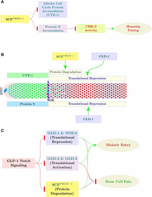 SCFPROM-1 function in the control of meiotic entry. (A) Model for SCFPROM-1 functioning independently in the downregulation of mitotic cell cycle protein accumulation (CYE-1) and the promotion of homolog pairing through activation of CHK-2, via degradation of a proposed inhibitor of CHK-2, protein X. (B) Model showing downregulation of CYE-1 (green rectangle) levels through dual regulation by SCFPROM-1 (proteolysis) and GLD-1 (translational repression); loss of CYE-1 by translational repression is slow, whereas CYE-1 protein degradation is rapid. Protein Y (blue rectangle) is a proposed translational target of GLD-1; in gld-1(-) SCFPROM-1 loss of function, the combination of ectopic protein Y and ectopic mitotic cell cycle proteins (e.g., CYE-1) results in continuous mitotic cell cycling. (C) SCFPROM-1 acts in parallel to the GLD-1 pathway and the GLD-2 pathway, downstream of GLP-1 signaling, to promote meiotic entry and inhibit mitotic cell cycling and the stem cell fate. DTC, DT cell.