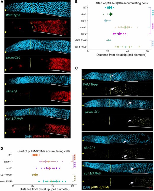 CHK-2 activity is absent at meiotic entry in SCFPROM-1 mutant germlines. (A and C) Images of (A) pSUN-1(Ser8)-stained (red) and (C) pHIM-8/ZIMs-stained (yellow) distal germlines from dissected young-adult hermaphrodites, costained with DAPI (cyan) for the indicated genotype. ☆ indicates distal gonadal end. Dashed yellow lines indicate position of overt meiotic entry. Solid white lines indicate start and positions of (A) pSUN-1(Ser8) and (C) pHIM-8/ZIMs accumulation. →’s indicate nuclei with pHIM-8/ZIMs staining. Note, pSUN-8 also appears on M-phase cells in the progenitor zone. (B and D) Graph showing distance, in cell diameters, from DT of the germline to first cell row of (B) pSUN-1(Ser8)-positive nuclei and (D) pHIM-8/ZIMs-positive nuclei (beginning of white lines in A and C above) for young-adult hermaphrodites of the indicated genotype. Data are plotted as horizontal dot plots with each dot representing length in cell diameters to the beginning of staining for one gonad. Thick vertical lines represent mean and horizontal lines represent mean ± SD. P-value ≤ 0.01 (*); ≤ 0.001 (**); ≤ 0.0001 (***); > 0.01 non-significant (NS.). WT, wild type.