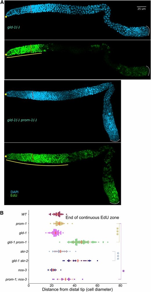 SCFPROM-1 functions redundantly with GLD-1 to inhibit ectopic mitotic activity. (A) Images of 4-hr EdU labeled (green), costained for DNA (DAPI, cyan), germlines from dissected young-adult hermaphrodites of the indicated genotype. ☆ indicates distal gonadal end. Dashed red lines indicate position of overt meiotic entry. Solid yellow lines indicate zone of continuous EdU-labeled cells. Dotted white lines indicate proximal end of the germline. (B) Graph showing continuous EdU zone length, in cell diameters from the DT to the proximal end, for the indicated genotype of young-adult hermaphrodite germlines. Data are plotted as horizontal dot plots with each dot representing length in cell diameter for one gonad. Thick vertical lines represent mean and horizontal lines represent mean ± SD. P-value ≤ 0.01 (*); ≤ 0.001 (**); ≤ 0.0001 (***); > 0.01 non-significant (NS.). WT, wild type.