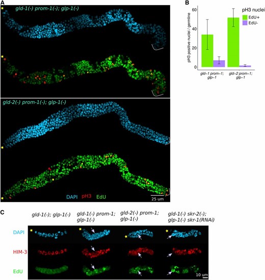 SCFPROM-1 meiotic entry defect, with gld-1 or gld-2 pathway mutants, is epistatic to glp-1 null. (A) Images of germlines dissected from young-adult hermaphrodites of the indicated genotype, EdU labeled for 4 hr (green) and costained for pH3 (red) with DAPI (cyan). Dotted white lines indicate proximal end of the germline. (B) Bar graph showing mean number of pH3-positive nuclei per gonad in young hermaphrodite germlines of the indicated genotype (from A). Data are shown for 15 germlines for gld-1 prom-1; glp-1 and 11 germlines for gld-2 prom-1; glp-1. Error bars indicate mean ± SD. (C) Images of the dissected germlines from L3 hermaphrodites of the indicated genotype. Gonads were EdU-labeled for 30 min and costained for HIM-3 (red) and DAPI (cyan). Gonads were also costained for PGL-1 to distinguish germ cells from somatic cells (data not shown). Note EdU+ nuclei have a strong signal (green), colocalized with chromatin, compared to the background, e.g., in gld-1; glp-1 (left panel) where there are no EdU+ nuclei. gld-2 prom-1; glp-1 L3 germlines showed only cytoplasmic HIM-3 staining, with no colocalization with DNA; the reason for the lack of chromosome loading is unknown. ☆ indicates distal gonadal end. →’s indicate EdU+ nuclei.
