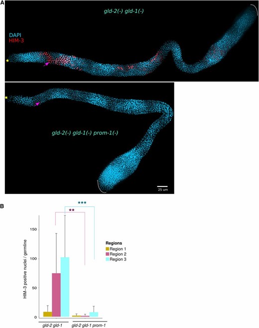 Loss of SCFPROM-1 enhances the meiotic entry defect of the gld-1 gld-2 pathway double mutant. (A) Images of dissected germlines from adult hermaphrodites, 1 day after mid-L4, of the indicated genotype. Gonads were stained for HIM-3 (red) and costained with DAPI (cyan). ☆ indicates distal gonadal end. →’s indicate HIM-3-positive nuclei. Dotted white lines indicate proximal end of the germline. (B) Bar graph showing number of meiotic cells for regions 1–3 (R1, R2, R3), from adult hermaphrodite germlines 1 day after mid-L4, of the indicated genotype. The distal gonad arms, stained for HIM-3 and DAPI (see A above), were divided into the three distal regions as shown in Figure S11B (as essentially no germ cells enter meiosis in regions 4 and 5, they were not analyzed). HIM-3-positive nuclei were counted for each region. Numbers were pooled from each region for individual genotypes, and a mean “total HIM-3-positive nuclei” was calculated. Data are from 16 to 22 germlines for gld-2 gld-1 and gld-2 gld-1 prom-1, respectively. Error bars, SD. P-value ≤ 0.001 (**); ≤ 0.0001 (***); > 0.01 non-significant (NS.).