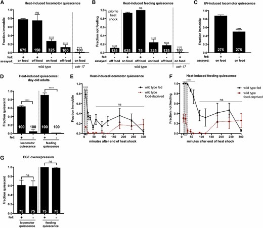 Food-deprived animals are severely impaired for SIS. SIS was measured by examination of immobility and cessation of feeding after a 37°, 11 min heat shock or 45 sec UV exposure (indicated above each graph). (A and B) FD suppresses SIS and this effect is not dependent on access to food. Food-deprived animals were examined for pharyngeal pumping prior to heat shock (B) to ensure that animals continue to pump in the absence of food. (C) FD inhibits UV-induced sleep. (D) Sleep suppression is not specific to the L4-to-adult FD protocol. Animals were deprived of food as prefertile young adults and assayed for SIS 24 hr later. (A–D) One-way ANOVA with Dunnett’s multiple comparisons test. The total number of animals examined is indicated at the bottom of each bar. Error bars represent SEM (25 animals per trial). (E and F) In the hours following heat shock, food-deprived animals show a loss rather than a delay of (E) locomotor and (F) feeding quiescence. The vertical box indicates the peak of ALA-dependent quiescence, examined in single time point SIS assays. Error bars represent SEM of three trials (n = 25 each). Student’s t-test with Holm–Sidak correction. (G) FD does not affect EGF-induced quiescence. Mild heat exposure (33° for 10 min) was used to induce EGF-OE. Two hours after EGF induction, plates were gently moved to the microscope stage for examination of quiescence. One-way ANOVA with Tukey’s multiple comparison test. The total number of animals examined is indicated at the bottom of each bar. Error bars represent SEM of trials (n = 25 each). (See also Figures S1 and S2). **** P ≤ 0.0001. ns, not significant vs. control.