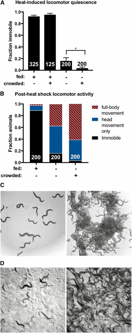Increasing population density enhances starvation-induced sleep suppression. (A and B) Animals grown at high or low population density were heat shocked at 37° for 11 min and examined at low density for immobility as a measure of SIS. (A) Crowding enhances the inhibitory effect of FD on SIS, but has no impact when food is abundant. One-tailed Student’s t-test. The total number of animals examined is indicated at the bottom of each bar. Error bars represent SEM (25 animals per trial). * P = 0.027. (B) Nonquiescent, food-deprived animals grown at high population density show significantly more full-body activity compared to food-deprived animals grown at low population density. Two-way ANOVA with Sidak’s multiple comparisons test. The total number of animals examined is indicated at the bottom of each bar. P < 0.0001. (C) Representative images of food-deprived animals grown at low (left) or high (right) population density. (D) Representative images of well-fed animals grown at low (left) or high (right) population density. (See also Figures S2 and S3.)