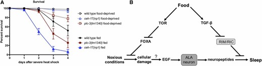 FD reduces the need to sleep. (A) FD reduces the lethality associated with the SIS-defective ceh-17(np1) and plc-3(tm1340) mutations. Consistent with previous results (Hill et al. 2014), wild-type animals show a marked survival advantage over SIS-defective mutants (P < 0.0001, log-rank test) and here we find that food-deprived ceh-17 and plc-3 mutant animals show significantly greater survival than their fed counterparts (P < 0.0001, log-rank test). Percentage of animals surviving at daily intervals after a severe heat shock (40° for 20 min) are shown. Mean and ± SEM of a minimum of four trials, each containing at least 50 animals each, are shown. (B) Proposed model of starvation-induced plasticity in sleep drive. Under fed conditions, SIS requires DAF-7/TGF-β. In response to food scarcity, reduced DAF-7/TGF-β signaling allows activation of the RIM/RIC interneurons, potentially decreasing ALA target tissue competence to respond to sleep-promoting neuropeptides. Reduced nutrient availability and concomitant reduction of LET-363/TOR activity results in derepression of the PHA-4/FOXA transcription factor, leading to engagement of stress responses that potentially reduce the need to sleep. At this time the mechanism linking accrual of cellular damage to activation of EGF signaling in the ALA neuron is not known.