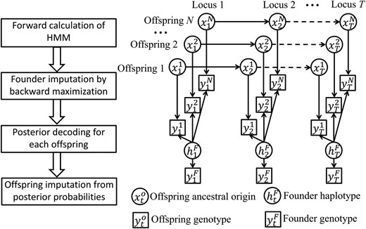 Overview of the imputation algorithm. The left panel shows the diagram of magicImpute. The right panel shows the directed acyclic graph of the HMM for N offspring at T loci, where the arrows denote probabilistic relationships that are described in the Methods section. See Table 1 for the symbols in the right panel. In the left panel, the second step of founder imputation results in the estimate of htF and the third step of posterior decoding results in the posterior probability of xto, conditional on genotypic data yto and ytF for t=1...T and o=1...N.