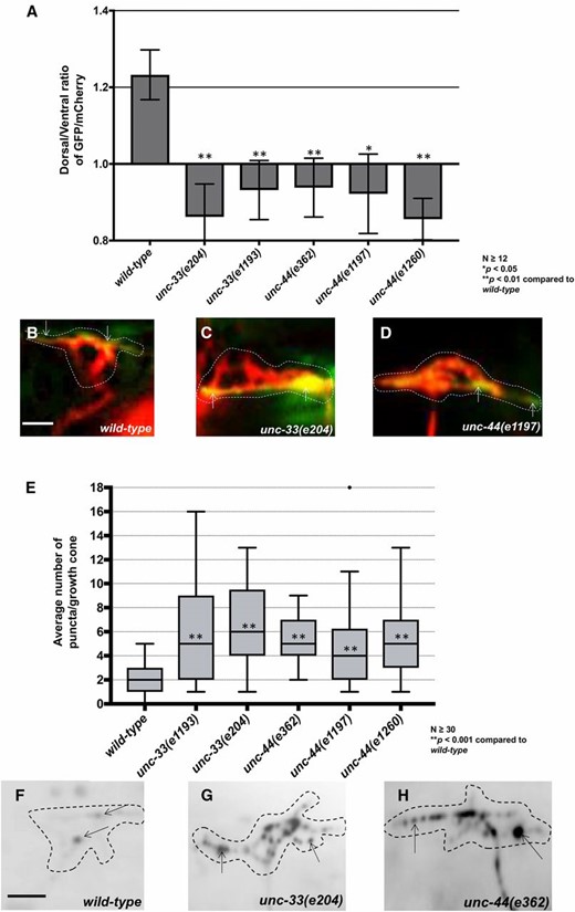 unc-33 and unc-44 mutants disrupt F-actin polarity and affect EBP-2::GFP puncta accumulation. (A) The average dorsal-to-ventral ratio of GFP/mCherry from multiple growth cones in wild-type and mutant animals as described in Figure 3. (B–D) Representative merged images of VD growth cones with cytoplasmic mCherry in red (a volumetric marker) and the VAB-10ABD::GFP in green, as in Figure 1. Bar, 5 μm. (E) Quantification of average number of EBP-2::GFP puncta in wild-type and mutant animals as in Figure 2. (F–H) Fluorescence micrographs of VD growth cones with EBP-2::GFP puncta indicate by arrows. Bar, 5 μm.