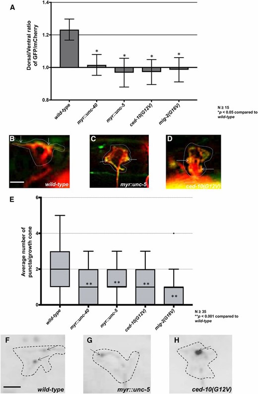 Constitutive activation of UNC-40, UNC-5, CED-10, and MIG-2 affects F-actin polarity and EBP-2 distribution. (A) The average dorsal-to-ventral ratio of GFP/mCherry from multiple growth cones in wild-type and mutant animals as described in Figure 3. (B–D) Representative merged images of VD growth cones with cytoplasmic mCherry in red (a volumetric marker) and the VAB-10ABD::GFP in green. Bar, 5 μm. (E) Quantification of average number of EBP-2::GFP puncta in wild-type and mutant animals as described in Figure 2. (F–H) Fluorescence micrographs of VD growth cones with EBP-2::GFP puncta indicated by arrows. Bar, 5 μm.