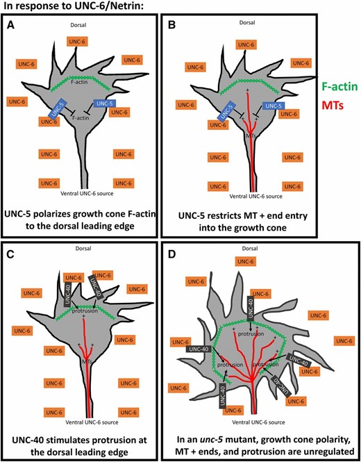 The polarity/protrusion model of growth cone migration away from UNC-6/Netrin. Our results indicate that UNC-6/Netrin controls multiple, complex aspects of growth cone behavior and morphology during growth cone migration away from UNC-6/Netrin. (A) First, UNC-6/Netrin, via UNC-5, polarizes the growth cone, resulting in F-actin accumulation (green hatches) to the dorsal leading edge and restricting it laterally and ventrally. (B) UNC-6/Netrin and UNC-5 also restrict MT + end entry (red lines) into the growth cone, which inhibits protrusion laterally and ventrally, as MTs have a proprotrusive role in the growth cone. (C) UNC-6/Netrin, via UNC-40, stimulates protrusion to the dorsal leading edge corresponding to the site of F-actin polarization. The combination of dorsal stimulation of protrusion and lateral and ventral restriction of protrusion results in directed growth away from UNC-6/Netrin. (D) In an unc-5 mutant, growth cone F-actin polarity is lost, resulting in protrusion around the perimeter of the growth cone. Also, MT + ends enter the growth cone in greater numbers, increasing the extent of growth cone protrusion. VD/DD axon guidance defects result in unc-5 mutants by a combination of unpolarized and unrestricted growth cone protrusion.