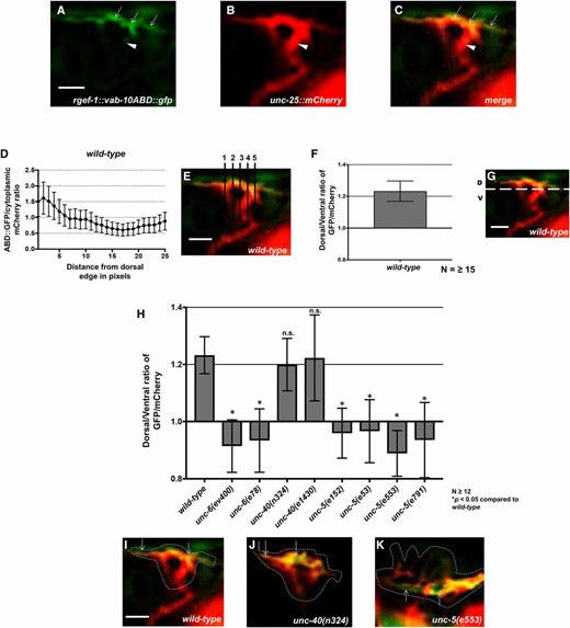 UNC-5 and UNC-6 but not UNC-40 are required for dorsal F-actin polarity. (A) VAB-10ABD::GFP accumulation at the dorsal edge of a wild-type VD growth cone (arrows). Ventral region of the growth cone with little VAB-10ABD::GFP accumulation (arrowheads). (B) mCherry growth cone volume marker. (C) Merge. Dorsal is up and anterior is left. (D–G) A representative line plot of a wild-type VD growth cone as previously described (Norris and Lundquist 2011). (D) A graph representing the pixel intensity ratio (arbitrary units) of GFP/mCherry (y-axis) against the distance from the dorsal growth cone edge. (E) For each growth cone, five lines were drawn as shown and the pixel intensity ratios were averaged (error bars represent SD). (F) The average dorsal-to-ventral ratio of GFP/mCherry in wild-type from multiple growth cones (≥15). Error bars represent the SEM of the ratios from different growth cones. (G) Growth cones were divided into dorsal and ventral halves, and the average intensity ratio of VAB-10ABD::GFP/mCherry was determined for each half and represented in (F). (H) The average dorsal-to-ventral ratio of GFP/mCherry from multiple growth cones (≥12) from different genotypes. Asterisks (*) indicate the significance of difference between wild-type and the mutant phenotype (* P < 0.05) (two-tailed t-test with unequal variance between the ratios of multiple growth cones of each genotype). Error bars represent the SEM (I–K) Representative merged images of VD growth cones with cytoplasmic mCherry in red (a volumetric marker) and the VAB-10ABD::GFP in green. Areas of overlap are yellow. Dashed lines indicate the perimeter of the growth cone. Bar, 5 μm.