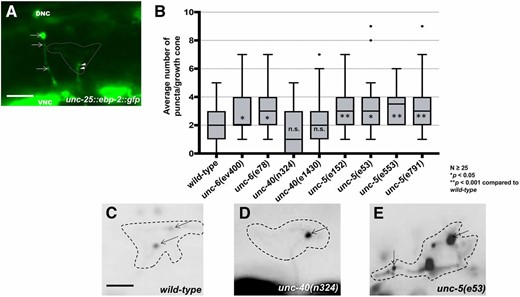 UNC-5 and UNC-6, but not UNC-40, are required to restrict growth cone EBP-2::GFP puncta. (A) A wild-type VD growth cone with Punc-25::ebp-2::gfp expression from the lqIs279 transgene. The extent of the growth cone body is highlighted by a dashed line. Arrows point to EBP-2::GFP puncta in the axons of a DD neuron. Arrowheads point to puncta in the VD growth cone. VNC is the ventral nerve cord, and DNC is the dorsal nerve cord. Bar, 5 μm. (B) Box-and-whiskers plot of the number of EBP-2::GFP puncta in the growth cones of different genotypes (≥25 growth cones for each genotype). The gray boxes represent the upper and lower quartiles, and error bars represent the upper and lower extreme values. Dots represent outliers. P values were assigned using the two-sided t-test with unequal variance. (C–E) Growth cones of different genotypes, with EBP-2::GFP puncta indicated with arrows. Dashed lines indicate the growth cone perimeter. Dorsal is up and anterior is left. Bar, 5 μm.