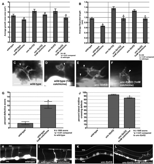 Effects of colchicine on VD growth cones. (A and B) Graphs showing growth cone area and average filopodial length in animals grown for three generations on 1 mM colchicine. (C–F) Fluorescent micrographs of VD growth cones. Arrows point to growth cone bodies, and arrowheads to filopodia. (G) A graph showing VD/DD axon guidance defects (failure to reach the dorsal cord, branching, or migration at a >45° angle to the dorsal nerve cord). (H and I) Fluorescent micrographs of VD/DD commissural axons. The arrow in (I) points to a guidance defect. (J) A graph showing the percentage of axons that fail to extend dorsally past the lateral midline (small dashed line). The ventral and dorsal nerve cords are indicated by heavier dashed lines. Bar in (H) represents 10 μm for (H, I, K, and L).