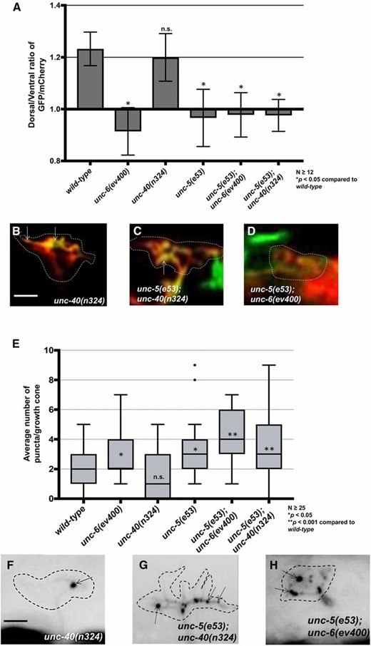 EBP-2::GFP puncta accumulation and loss of growth cone F-actin polarity in unc-5 mutants is not dependent on functional UNC-6 or UNC-40. (A) The average dorsal-to-ventral ratio of GFP/mCherry from multiple growth cones in wild-type and mutant animals as described in Figure 3. (B–D) Representative images of VD growth cones with cytoplasmic mCherry in red (a volumetric marker) and the VAB-10ABD::GFP in green as described in Figure 1. Bar, 5 μm. (E) Quantification of average number of EBP-2::GFP puncta in wild-type and mutant animals as described in Figure 2. (F–H) Fluorescence micrographs of EBP-2::GFP expression in VD growth cones. Arrows point to EBP-2::GFP puncta Bar, 5 μm