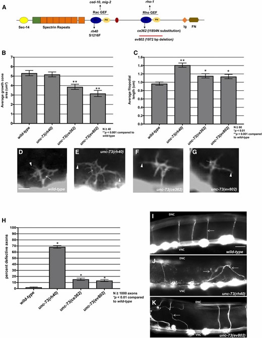 The Rac and Rho GEF activities of UNC-73/Trio affect growth cone protrusion and axon guidance. (A) A diagram of the full-length UNC-73/Trio molecule. The rh40, ce362, and ev802 mutations are indicated. (B and C) Graphs of the average growth cone area and filopodial length in wild-type and unc-73 mutants, as described in Norris and Lundquist (2011) (see Materials and Methods). Significance was determined by a two-sided t-test with unequal variance. (D–G) Fluorescence micrographs of VD growth cones with Punc-25::gfp expression from the transgene juIs76. Arrows point to the growth cone body, and arrowheads to filopodial protrusions. Bar, 5 μm for (D–G). (H) The graph quantifies VD/DD axon guidance defects in unc-73 mutants. Axons were scored as defective if they failed to reach the dorsal nerve cord or wandered >45° laterally during migration. (I–K) Micrographs of wild-type and unc-73 mutants showing axon guidance defects. Arrows point to commissural axons. Bar, 10 μm for (I–K).