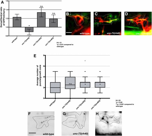 The Rac and Rho GEF activities of UNC-73/Trio affect F-actin polarity and EBP-2::GFP accumulation, respectively (A) The average dorsal-to-ventral ratio of GFP/mCherry from multiple growth cones in wild-type and mutant animals as described in Figure 1 and Figure 3. (B–D) Representative merged images of VD growth cones with cytoplasmic mCherry in red (a volumetric marker) and the VAB-10ABD::GFP in green, as in Figure 1. Areas of overlap are yellow (arrows). Bar, 5 μm. (E) Quantification of average number of EBP-2::GFP puncta in wild-type and mutant animals as described in Figure 2. (F–H) Fluorescence micrographs of VD growth cones showing EBP-2::GFP puncta (arrows). Bar in (D) represents 5 μm.