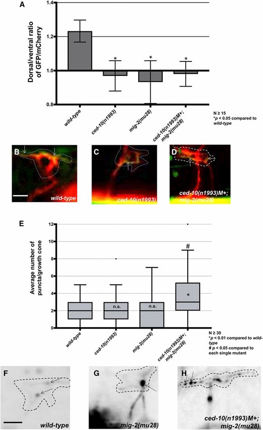 The Rac GTPases CED-10 and MIG-2 individually affect F-actin polarity and are redundant for EBP-2::GFP puncta accumulation. (A) The average dorsal-to-ventral ratio of GFP/mCherry from multiple growth cones in wild-type and mutant animals as described in Figure 1 and Figure 3. (B–D) Representative merged images of VD growth cones with cytoplasmic mCherry in red (a volumetric marker) and the VAB-10ABD::GFP in green as in Figure 1. Bar, 5 μm. (E) Quantification of average number of EBP-2::GFP puncta in wild-type and mutant animals as described in Figure 2. (F–H) Fluorescence micrographs of VD growth cones with EBP-2::GFP puncta indicated arrows. Bar, 5 μm.