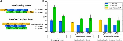 ISD results support the birth-facilitation and (preadaptation version of the) conflict resolution hypotheses. (A) Data are from the overlapping sections of the 47 gene pairs whose ages could be classified, from nonoverlapping genes in the species in which those 47 overlapping gene pairs were found, and from the 27 available preoverlapping ancestral homologs. Some numbers in the main text are for the full set of 92 overlapping gene pairs and might not match exactly. (B) While frame significantly impacts disorder content (green is consistently higher than blue), it does not drive the high ISD of overlapping genes. Even controlling for frame, novel ISD > ancestral (left), supporting birth facilitation. Supporting conflict resolution, ancestral > nonoverlapping either inframe (yellow) or matched frameshifted control. The preadaptation version of the constraint hypothesis is supported by the fact that nonoverlapping ISD < preoverlapping (compare the two yellow bars). Means and 66% confidence intervals were calculated from the Box-Cox transformed (with λ = 0.4) means and their SE, and are shown here following back-transformation.