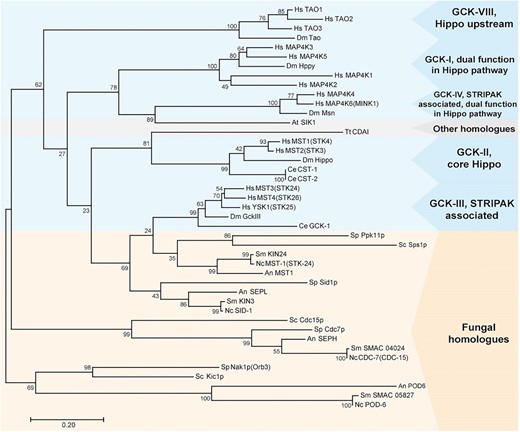Phylogenetic analysis of GCKs from animals (blue box), fungi (orange box), and plants and protozoans (gray box). Amino acid sequences were taken from the National Center for Biotechnology Information database. The phylogenetic tree was built using the maximum likelihood method based on the sequence alignment of conserved serine/threonine kinase domains from GCKs. The percentage of trees is given in which the associated taxa clustered together next to the branches (n = 1000). An, A. nidulans; At, Arabidopsis thaliana; Dm, D. melanogaster; GCK, germinal center kinase; Hs, Homo sapiens; Nc, N. crassa; Sc, Sa. cerevisiae; Sm, Sordaria macrospora; Sp, Sc. pombe; STRIPAK, striatin-interacting phosphatases and kinases; Tt, Tetrahymena thermophila.