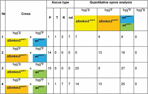 Tetrad analysis to demonstrate the inheritance of the suppressor of sterility 1 (sos1) in S. macrospora. Sterile (ΔSmkin3sos1−, color code yellow) or fertile (ΔSmkin3sos1+, color code orange) deletion strains lacking Smkin3 were crossed with wild-type (wt) strains carrying different alleles of sos1 (S70823 wtsos1+, color code blue and S147487 wtsos1−, color code green). In all strains, we have neglected the fus1-1 mutation since it is only a marker to recognize recombinant asci during ascospore isolation. Ascus type designation: P, parental; T, tetratype; R, recombinant; and nd, not determined due to a reduced spore germination. Phenotype designation: hygrS, hygromycin B-resistant, sterile (ΔSmkin3sos1−); hygrF, hygromycin B-resistant, fertile (ΔSmkin3sos1+); and hygsF, hygromycin B-sensitive, fertile (wtsos1− and wtsos1+). HygsS strains, which would indicate sterile wt strains, were never observed.