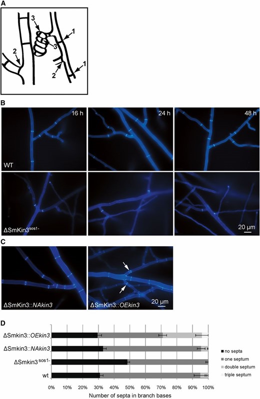 Septation of the vegetative mycelium in wild-type (WT) and mutant strains as indicated. (A) Cartoon to indicate the three types of septa described in this investigation: septa in trunk hyphae (1), in the base of branches (2), and in ascogonia (3). (B) Septation in vegetative mycelium of the wild-type and ΔSmKin3sos1− strains after 16, 24, and 48 hr of incubation on BMM (solid malt–cornmeal fructification medium). (C) Complementation strains show WT-like hyphal septation. ΔSmkin3::NAkin3 and ΔSmkin3::OEkin3 indicate transformants, where fertility was restored by ectopic integration of the WT Smkin3 gene under the control of a native (NA) or overexpression (OE) promoter. The arrows indicate multiple narrow-spaced septa in the strain overexpressing Smkin3. Mycelium samples were grown on BMM medium for 2 days and stained with Calcofluor White M2R. (D) Quantification of the hypersepation phenotype in strains as indicated. Error bars show SD of two experiments (n = 100).
