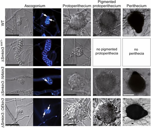 Sexual development of wild-type (WT) and mutant strains. Strain denomination is the same as in Figure 2. Ascogonia, unpigmented and pigmented protoperithecia, as well as perithecia develop after 2, 3, 4, and 7 days, respectively, on complete solid malt–cornmeal fructification medium. Ascogonial coils were stained with Calcofluor White M2R and white arrows indicate septa. Bars: black represents 20 μm and white represents 100 μm.