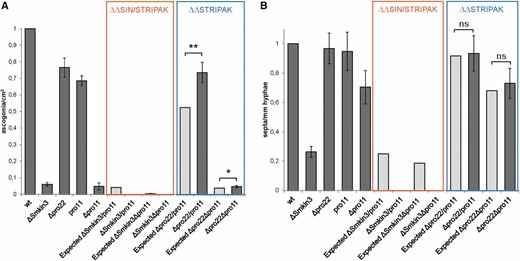 Evaluation of the genetic interaction between SmKIN3 and PRO11 based on phenotypes of ΔSmkin3/pro11 and ΔSmkin3Δpro11 double mutants (orange frame). Δpro22/pro11 and Δpro22Δpro11 double mutants are taken as a control (blue frame). Dark gray bars indicate experimentally obtained values for single and double mutants; light gray bars indicate predicted values for double mutants based on single-mutant values (see Results for details). All values are given in relation to the wild-type (WT) absolute values, which are set to 1. For absolute values, see Table 4. Brackets indicate significant difference according to Student’s t-test: * P ≤ 0.05; ** P ≤ 0.01; and ns, not significant, P > 0.05. (A) Generation of ascogonia per square centimeter compared to WT. Samples were incubated for 3 days on solid malt–cornmeal fructification medium (BMM)-coated glass slides (n = 4) (B) Generation of septa per millimeter hyphae compared to WT. Samples were incubated for 2 days on BMM-coated glass slides (n = 4).