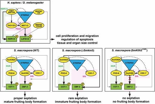 Schematic representation of the GCK signaling network in animals and fungi. The animal model is generated based on the data obtained from the H. sapiens and D. melanogaster studies (referenced in the Introduction). The S. macrospora model is based on the data from Sc. pombe (Singh et al. 2011) and N. crassa (Heilig et al. 2013, 2014), as well as previous data from S. macrospora (Frey et al. 2015) and this study. STRIPAK corresponds to a striatin-interacting phosphatase and kinase complex. GCKs are represented as yellow ovals. NDR kinases are represented as green rectangles. Corresponding pathways are highlighted in green/pink. Solid black arrows indicate canonical kinase activation; solid gray arrows indicate optional bypass kinase activation; and dashed blunt-ended black lines indicate negative regulation. GCK, germinal center kinase; MOR, morphogenesis Orb6; NDR, nuclear Dbf2-related; SIN, septation initiation network; STRIPAK, striatin-interacting phosphatases and kinases.