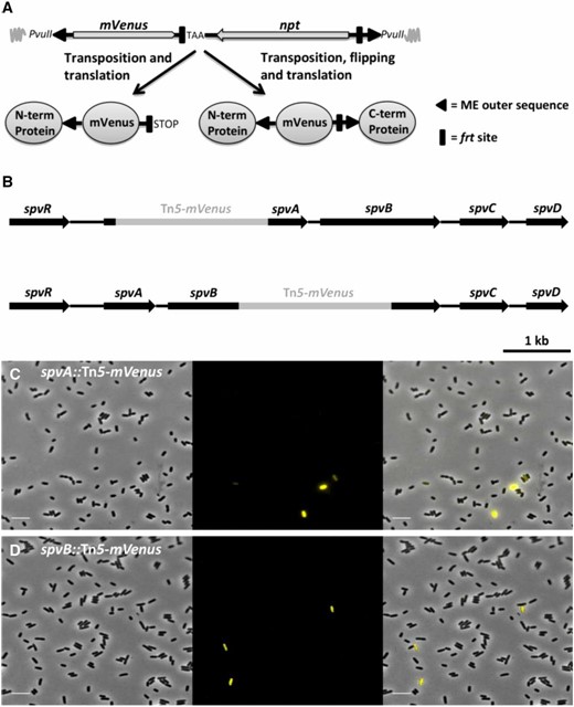 Bimodal expression of spvA and spvB in S. typhimurium LT2. (A) Schematic of the constructed Tn5-mVenus transposon (total size of 2248 bp) as integrated in the pBAM1 plasmid and the different fluorescent protein fusions it is able to generate after in frame transposition. The mVenus gene lacks its natural stop codon but a stop codon has been incorporated right after the left frt site. The PvuII restriction enzyme sites were used for cloning the transposon in the pBAM1 plasmid. Image not drawn to scale. (B) Schematic showing the exact insertion position of the Tn5-mVenus transposon into the spvA gene, yielding the SpvA_59::mVenus C-terminal fusion protein (top scheme), and spvB gene, yielding the SpvB_349::mVenus C-terminal fusion protein (bottom scheme). (C) Representative image of the spvA::Tn5-mVenus mutant yielding the SpvA_59::mVenus C-terminal protein grown to stationary phase in AB minimal medium. (D) Representative image of the spvB::Tn5-mVenus mutant yielding the SpvB_349::mVenus C-terminal protein fusion grown to stationary phase in AB minimal medium. The pixel intensities in the different frames are not comparable and the images are merely a qualitative illustration of the bimodal expression of spvA and spvB. The image panels represent the phase contrast channel, the YFP fluorescent channel, and the two channels merged. Bar, 5 µm.
