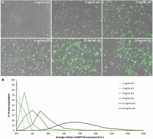 SpvR determines the proportion of spvA ON cells and the intensity of spvA expression. (A) Representative images (overlay of phase contrast and GFP channels) of the S. typhimurium ATCC14028s PLtetO-1-spvR_spvA-msfGFP strain grown overnight in ISM containing 1 ng/ml aTc, 2 ng/ml aTc, 4 ng/ml aTc, 8 ng/ml aTc, 12 ng/ml aTc, and 25 ng/ml aTc. (B) Histogram (based on the experiment shown in A) displaying the distribution of the average cellular fluorescence intensity for the different aTc concentrations. The OFF bin in this experiment was set between 0 and 10 A.U., based on visual inspection of the raw microscopy images. The first ON bin was between 10 and 50 A.U. and subsequent bins were defined every 50 A.U. The number of cells (n) used for quantification was as follows: n = 2050 (1 ng/ml aTc), n = 1678 (2 ng/ml aTc), n = 1751 (4 ng/ml aTc), n = 1726 (8 ng/ml aTc), n = 1871 (12 ng/ml aTc), and n = 1615 (25 ng/ml aTc). The experiment was repeated on several independent occasions and similar trends were observed. The pixel intensities of the images in A are not directly comparable with each other and the images are merely a qualitative illustration of the differently sized subpopulations observed. The image panels in A represent the phase contrast channel merged with the GFP fluorescent channel. Bar, 5 µm.