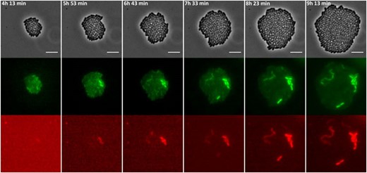 Images of a time-lapse fluorescence microscopy recording of the growth of a representative microcolony of the S. typhimurium ATCC14028s spvR-msfGFP_spvA-mCherry strain showing highly coordinated PspvR and PspvA bursting. The strain was grown to stationary phase in ISM and subsequently monitored on ISM agarose pads at 37° for the time indicated. The pixel intensities in the different frames are not comparable and the images are merely a qualitative illustration of the bursting process. The image panels represent the phase contrast channel, the GFP fluorescent channel, and the mCherry fluorescent channel. Bar, 5 µm.