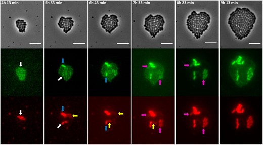 Images of a time-lapse fluorescence microscopy recording of the growth of a representative microcolony of the S. typhimurium ATCC14028s spvR-msfGFP_ΔspvA::mCherry strain showing heterogeneous and uncoordinated PspvR and PspvA bursting. The strain was grown to stationary phase in ISM and subsequently seeded and monitored on ISM agarose pads at 37° for the time indicated. White arrows indicate cells with an initial PspvA burst but without an observable PspvR burst. Blue arrows indicate cells with a delayed observable PspvR burst leading to a sustained PspvA burst. Yellow arrows indicate cells in which the initial PspvA burst is not sustained in time, likely due to lack of an observable PspvR burst. Purple arrows indicate cells in which PspvA and PspvR bursting is coordinated, reminiscent of the dynamics of the S. typhimurium ATCC14028s spvR-msfGFP_spvA::mCherry strain. The pixel intensities in the different frames are not comparable and the images are merely a qualitative illustration of the bursting process. The image panels represent the phase contrast channel, the GFP fluorescent channel and the mCherry fluorescent channel. Bar, 5 µm.
