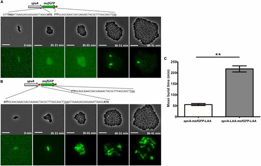 Images of a time-lapse fluorescence microscopy recording of the growth of a representative microcolony of the (A) S. typhimurium ATCC14028s spvA-msfGFP-LAA and the (B) S. typhimurium ATCC14028s spvA-LAA-msfGFP-LAA strain, showing different PspvA bursting dynamics. (A) Schematic of the S. typhimurium ATCC14028s spvA-msfGFP-LAA strain with the ssrA tag shown as a red asterisk. The junction site between spvA and msfGFP is shown in more detail with the TAG stop codon of SpvA (shown in bold), followed by the ribosome biding site (RBS) and ATG start codon of msfGFP (shown in bold). The 3′ end of msfGFP constitutes of the penultimate TTT codon of msfGFP (shown in bold and in italics), followed by the ssrA degradation tag sequence, and a TAA stop codon (underlined). (B) Schematic of the S. typhimurium ATCC14028s spvA-LAA-msfGFP-LAA strain with the ssrA tags shown as red asterisks. The junction site between spvA and msfGFP is shown in more detail with the penultimate GTT codon of SpvA (shown in bold) followed by the ssrA degradation tag sequence, a TAA stop codon (underlined), and the RBS and ATG start codon of msfGFP (shown in bold). The 3′ end of msfGFP is identical to the one described in A. (C) Mean burst times of the spvA-msfGFP-LAA strain and the spvA-LAA-msfGFP-LAA strain. The burst time was defined as the time in which an individual cell showed an msfGFP signal that exceeded the background levels of OFF cells until this signal faded and returned to background levels again. The mean burst times and SEM for two biological replicates are shown and an unpaired t-test was performed to test for statistical significance (** P < 0.01). The strains were grown to stationary phase in ISM and subsequently seeded and monitored on ISM agarose pads at 37° for the time indicated. The pixel intensities between A and B, and in the different frames, are not comparable and the images are merely a qualitative illustration of the bursting process. The image panels represent the phase contrast channel and the GFP fluorescent channel. Bar, 5 µm.