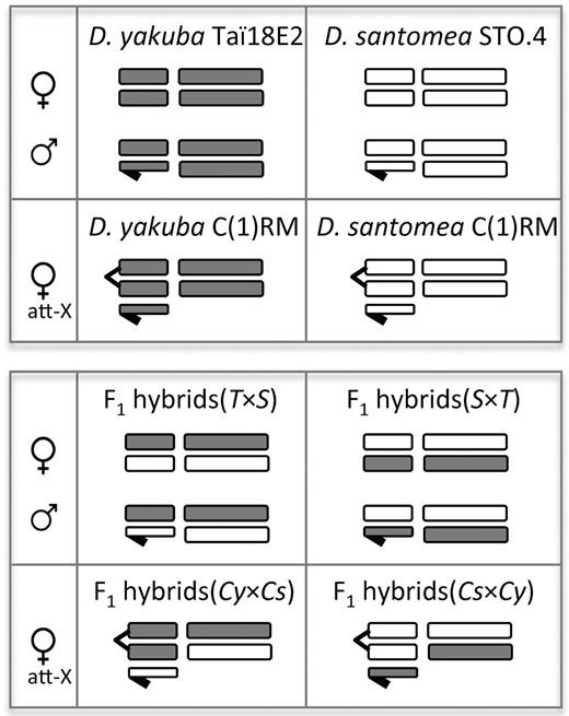 Diagram of the karyotypes analyzed in this study. Horizontal short bars represent sex chromosomes (the Y chromosome is shown with a hook) while long bars represent autosomes. Gray, D. yakuba chromosomes; white, D. santomea chromosomes. Att-X, attached-X females; T × S, hybrids of first generation from the cross between D. yakuba Taï18E2 females and D. santomea STO.4 males; S × T, hybrids of first generation from the cross between D. santomea STO.4 females and D. yakuba Taï18E2 males; Cy × Cs, hybrids of first generation from the cross between D. yakuba C(1)RM females and D. santomea C(1)RM males; Cs × Cy, hybrids of first generation from the cross between D. santomea C(1)RM females and D. yakuba C(1)RM males. RNAseq detailed information for each of the 12 karyotypes/genotypes is shown in Table S1.