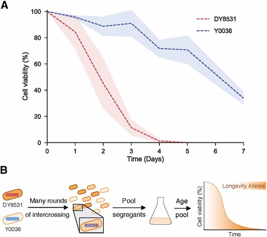 An industrial isolate of S. pombe is long-lived compared to a laboratory strain. (A) Lifespan curves of the two parental strains – DY8531(red) and Y0036 (blue). Lines correspond to the mean ± shaded SD (N = 3). (B) Experimental design.